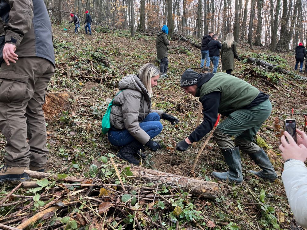 U „Trci za šume" 19 kompanija sadi 13.182 stabala hrasta na Fruškoj Gori