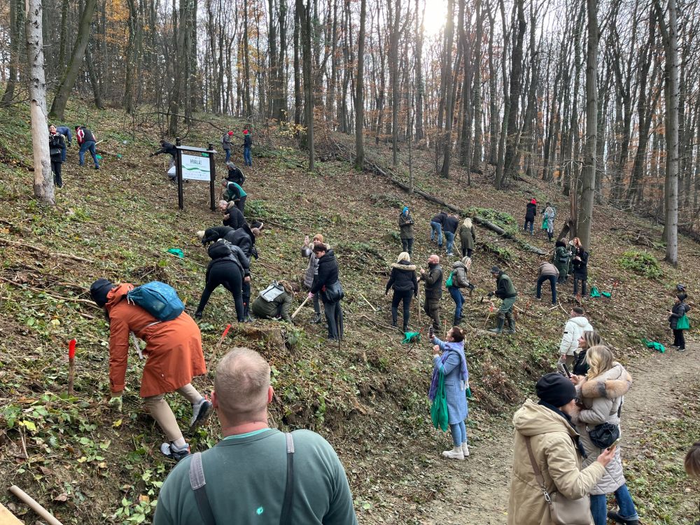 U „Trci za šume" 19 kompanija sadi 13.182 stabala hrasta na Fruškoj Gori