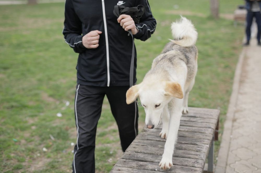 Dog Training as a Path to the Resocialization of Juvenile Offenders
