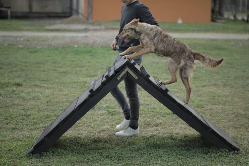 Obukom za rad sa psima do resocijalizacije maloletnih štićenika Vaspitno-popravnog doma