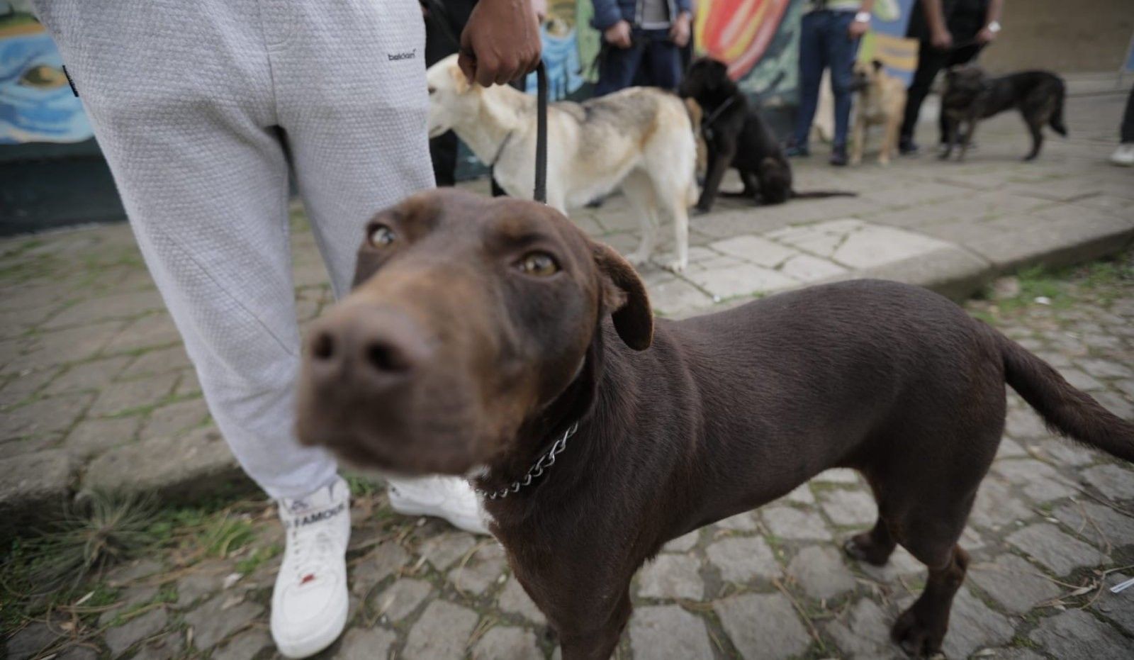 Dog Training as a Path to the Resocialization of Juvenile Offenders